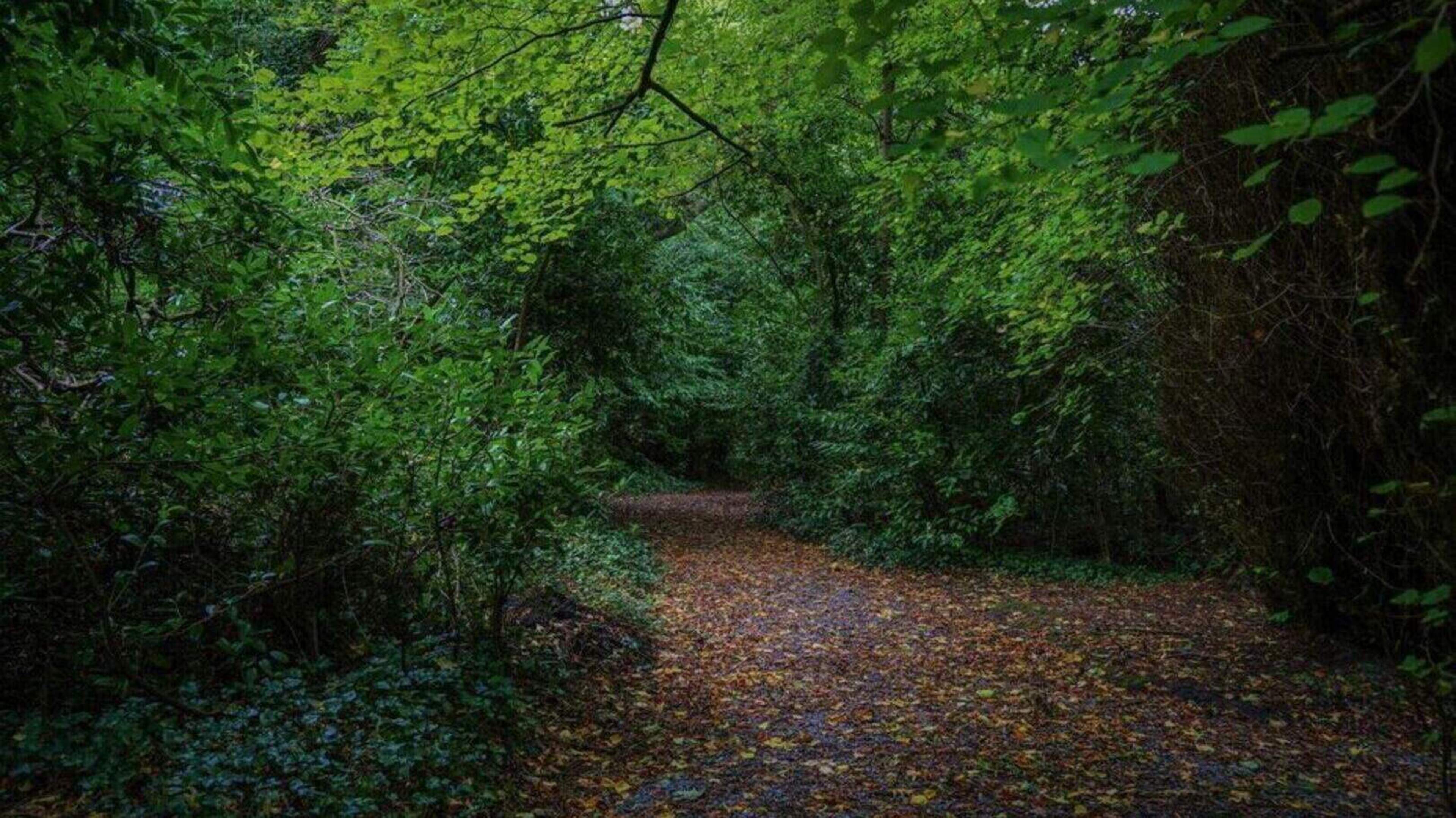 Appeal over alleged risk to Ballyseedy Woodland is dismissed by An Coimisiún Pleanála
